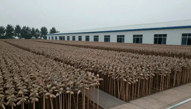 农机服务选型与使用建议助力农产品销售